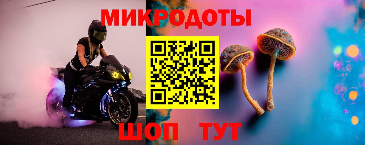 Псилоцибиновые грибы Psilocybe Вичуга